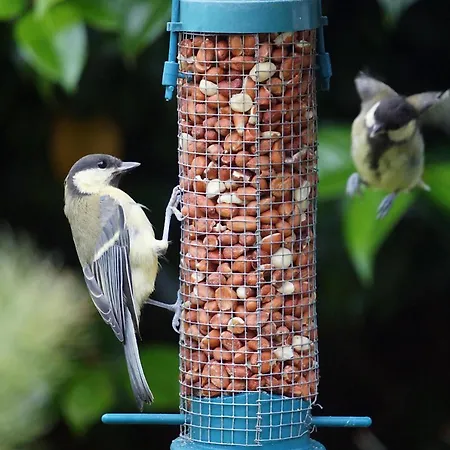 住宿加早餐酒店 Ivy 基拉尼