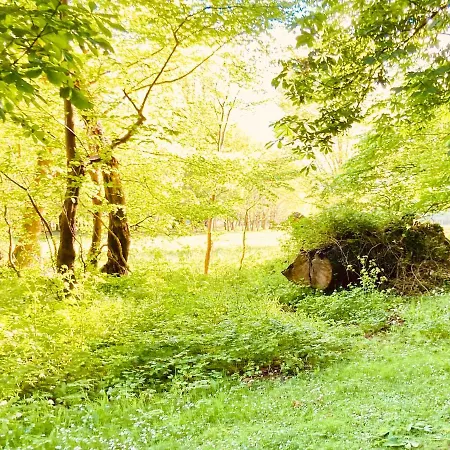 Ivy 住宿加早餐酒店