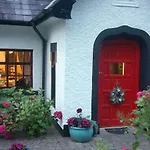 Ivy * Killarney